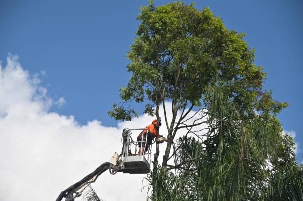 Best Tree Trimming and Pruning  in Dunn Loring, VA