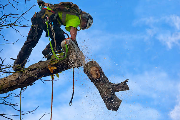 Trusted Dunn Loring, VA Tree Care Experts